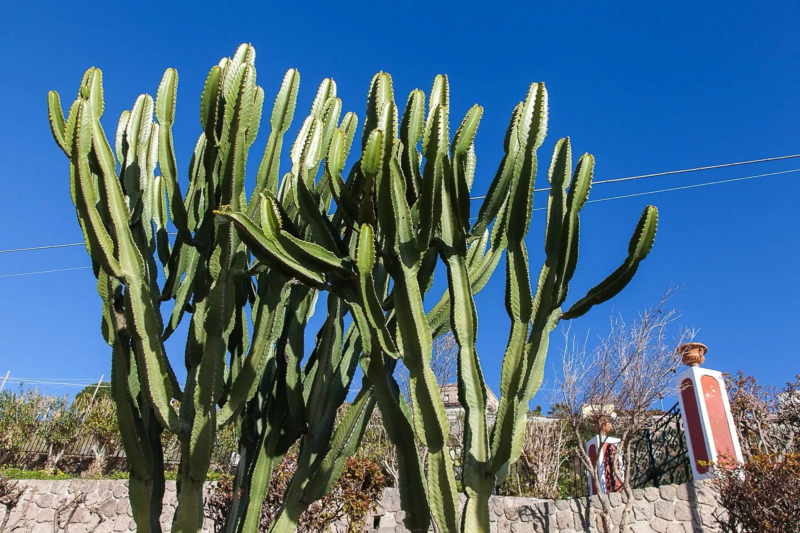 Il giardino di Villa Anna con grande cactus