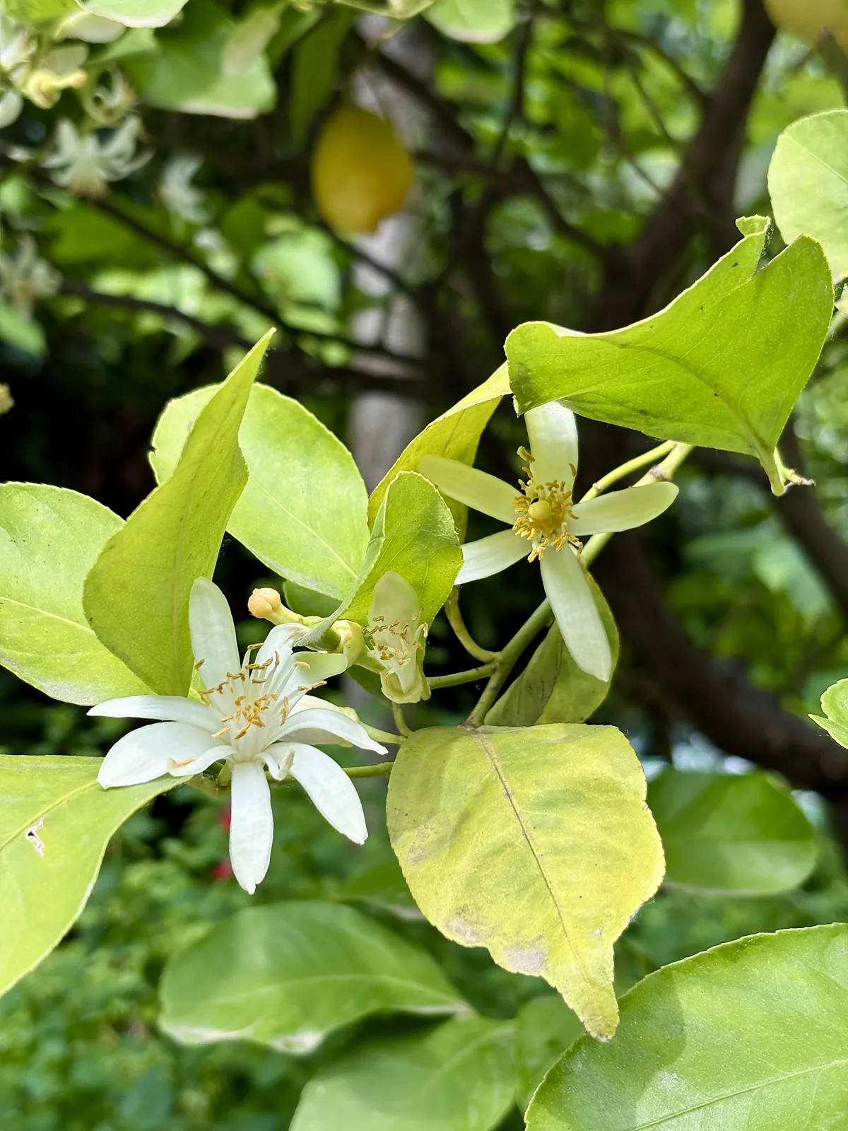 Fiori di limone nel giardino di Villa Anna